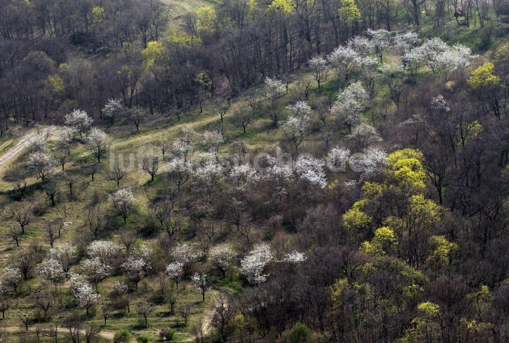 Döllstedt von oben - Frühjahrslandschaft blühender Obstbäume bei Döllstedt in Thüringen