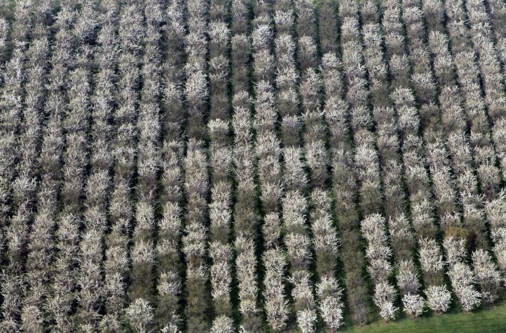 Luftaufnahme Döllstedt - Frühjahrslandschaft blühender Obstbäume bei Döllstedt in Thüringen