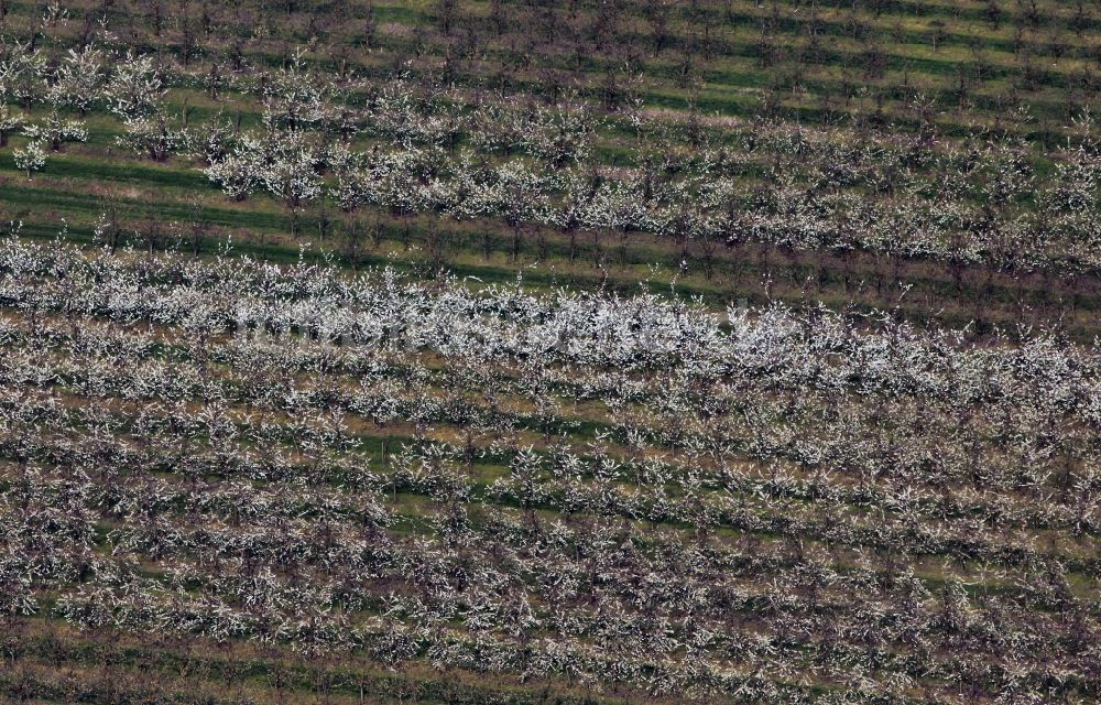 Döllstedt von oben - Frühjahrslandschaft blühender Obstbäume bei Döllstedt in Thüringen