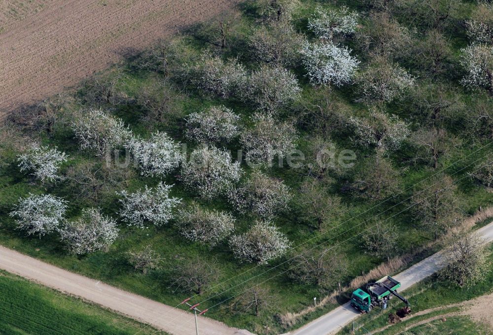 Döllstedt von oben - Frühjahrslandschaft blühender Obstbäume bei Döllstedt in Thüringen