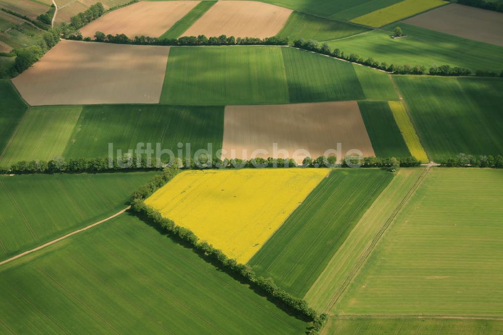 Luftbild Erbes-Büdesheim - Frühjahrslandschaft / Vegetation auf Raps-Feldern bei Erbes-Büdesheim