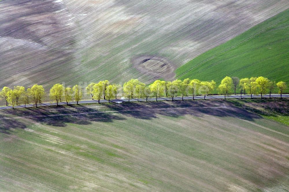 Luftbild Jüterbog - Frühlingslandschaft an einer feldumsäumten Baum- Allee bei Jüterbog