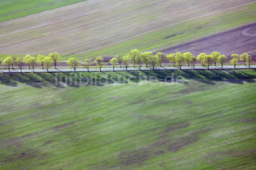 Luftaufnahme Jüterbog - Frühlingslandschaft an einer feldumsäumten Baum- Allee bei Jüterbog