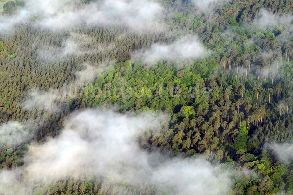 Sandkrug von oben - Frühnebellandschaft am Großen Heiligen See im Wald bei Sandrug