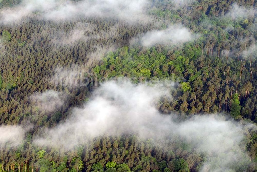 Sandkrug aus der Vogelperspektive: Frühnebellandschaft am Großen Heiligen See im Wald bei Sandrug