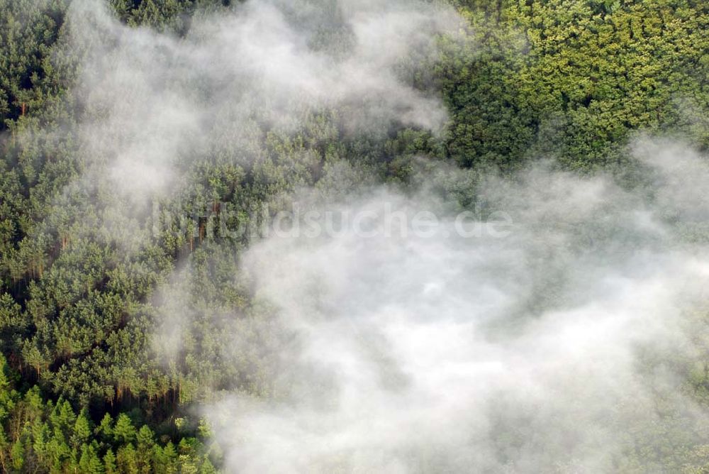 Luftaufnahme Sandkrug - Frühnebellandschaft am Großen Heiligen See im Wald bei Sandrug