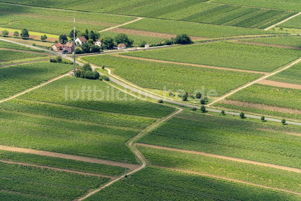 Gönnheim von oben - Funkturm und Sendeanlage in den Weinreben in Gönnheim im Bundesland Rheinland-Pfalz, Deutschland