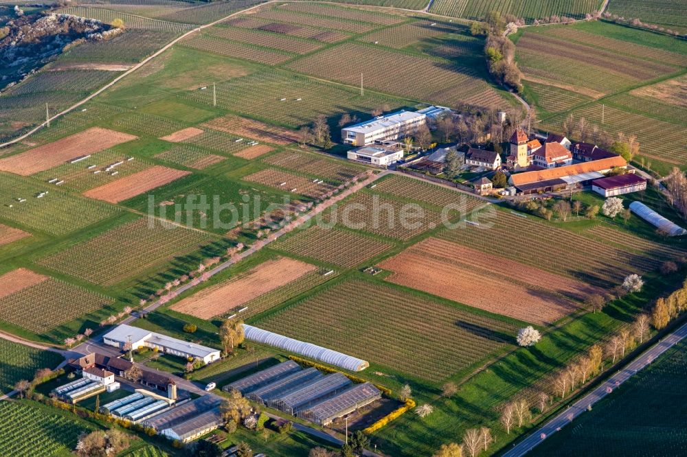 Siebeldingen aus der Vogelperspektive: Gebäudekomplex des Julius Kühn-Institut Rebforschungsanstalt Geilweilerhof mit blühenden Mandelbäumen in Siebeldingen im Bundesland Rheinland-Pfalz, Deutschland