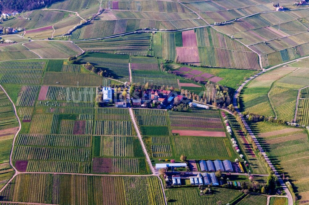 Siebeldingen von oben - Gebäudekomplex des Julius Kühn-Institut Rebforschungsanstalt Geilweilerhof in Siebeldingen im Bundesland Rheinland-Pfalz, Deutschland