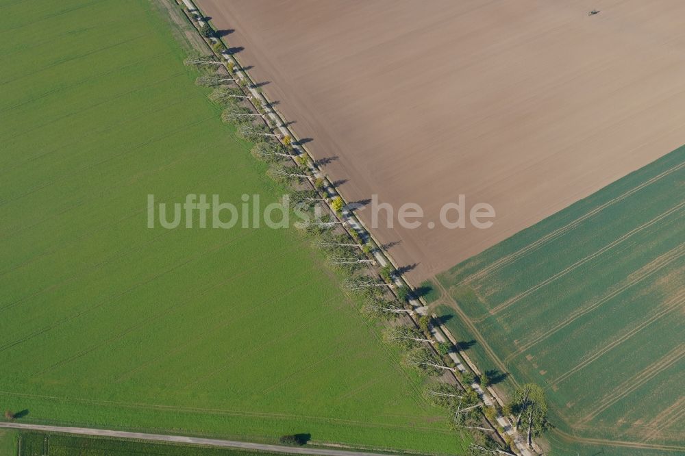 Friedland aus der Vogelperspektive: Gefällte Baumstämme an einem Feldweg in Friedland im Bundesland Niedersachsen