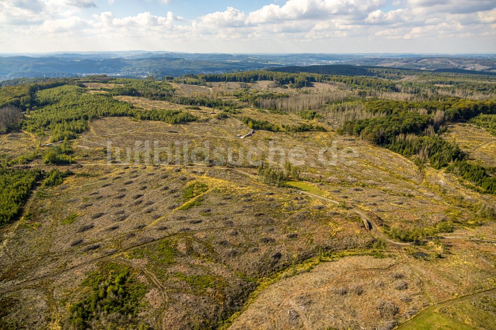 Luftbild Arnsberg - Gefällte Baumstämme an einem Waldgrundstück in Arnsberg im Bundesland Nordrhein-Westfalen, Deutschland