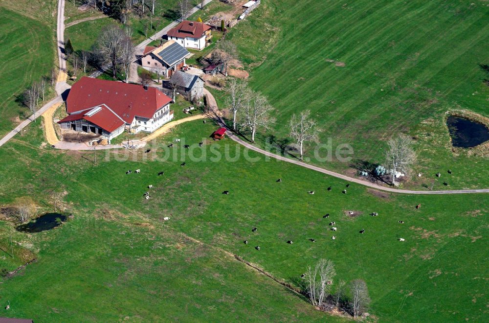 Breitnau aus der Vogelperspektive: Gehöft und Bauernhof mit Viehweide in Breitnau im Bundesland Baden-Württemberg, Deutschland