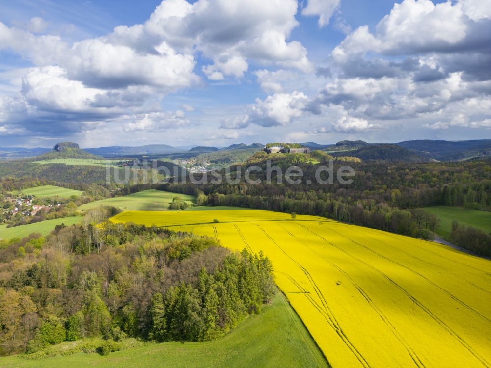 Ebenheit von oben - Gelb blühende Raps- Blüten im Waldgebiet in Ebenheit im Bundesland Sachsen, Deutschland