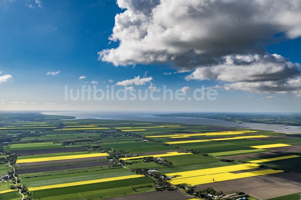 Balje von oben - Gelb - grün Kontrast blühender Raps Blüten in Balje an der Niederelbe im Bundesland Niedersachsen, Deutschland