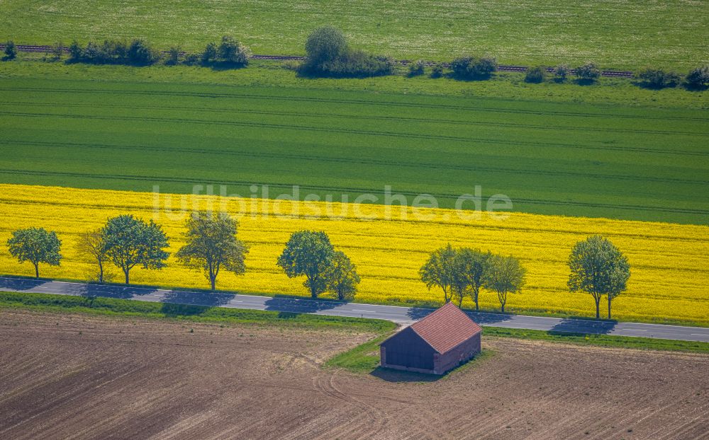 Luftbild Brilon - Gelb - grün Kontrast blühender Raps- Blüten in Brilon im Bundesland Nordrhein-Westfalen, Deutschland