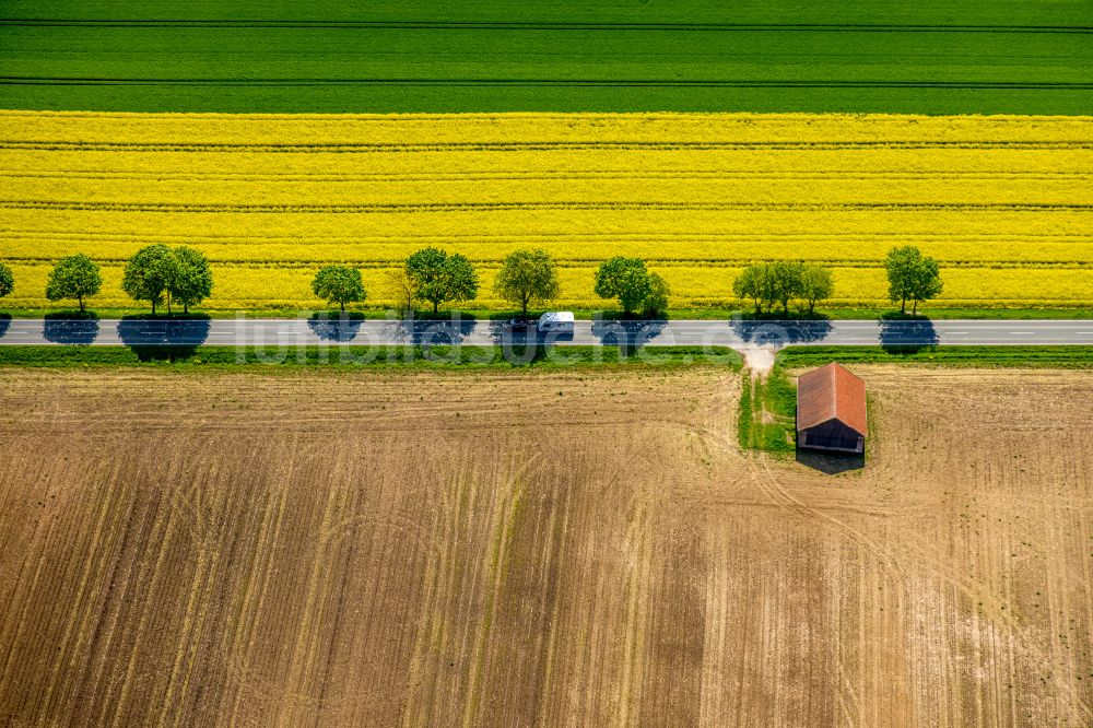 Brilon von oben - Gelb - grün Kontrast blühender Raps- Blüten in Brilon im Bundesland Nordrhein-Westfalen, Deutschland