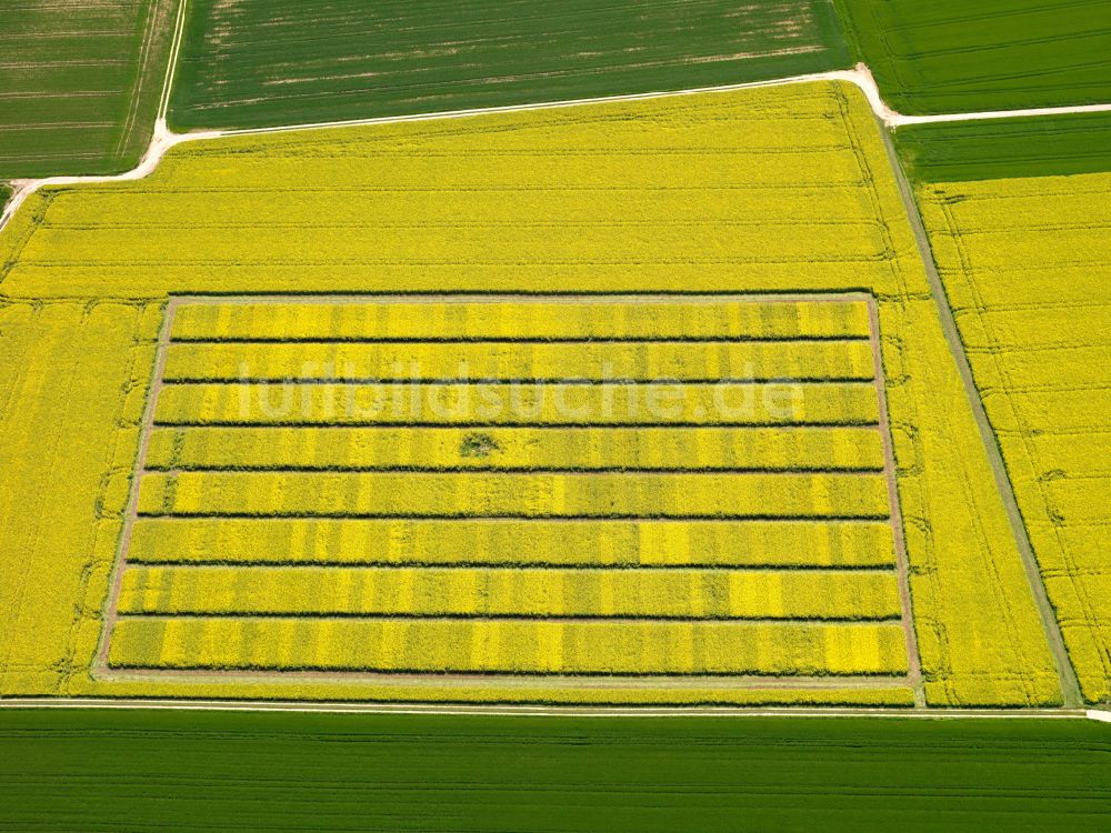 Luftbild Dieterskirch - Gelb - grün Kontrast blühender Raps- Blüten in Dieterskirch im Bundesland Baden-Württemberg, Deutschland