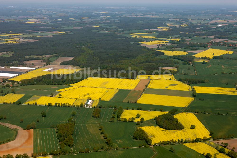 Erichshagen-Wölpe aus der Vogelperspektive: Gelb - grün Kontrast blühender Raps- Blüten in Erichshagen-Wölpe im Bundesland Niedersachsen, Deutschland