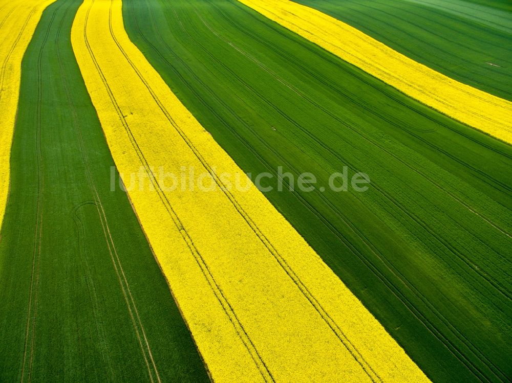 Langenleuba-Oberhain von oben - Gelb - grün Kontrast blühender Raps- Blüten in Langenleuba-Oberhain im Bundesland Sachsen, Deutschland