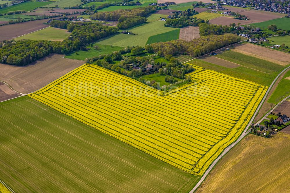 Marienbaum aus der Vogelperspektive: Gelb - grün Kontrast blühender Raps- Blüten in Marienbaum im Bundesland Nordrhein-Westfalen, Deutschland