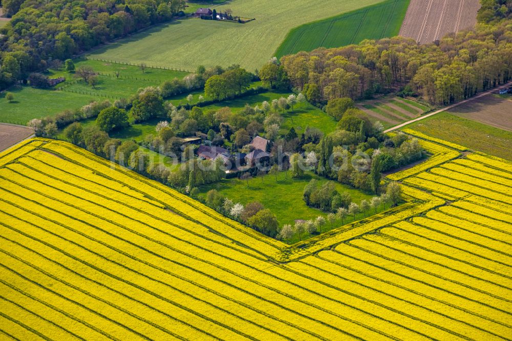 Luftbild Marienbaum - Gelb - grün Kontrast blühender Raps- Blüten in Marienbaum im Bundesland Nordrhein-Westfalen, Deutschland