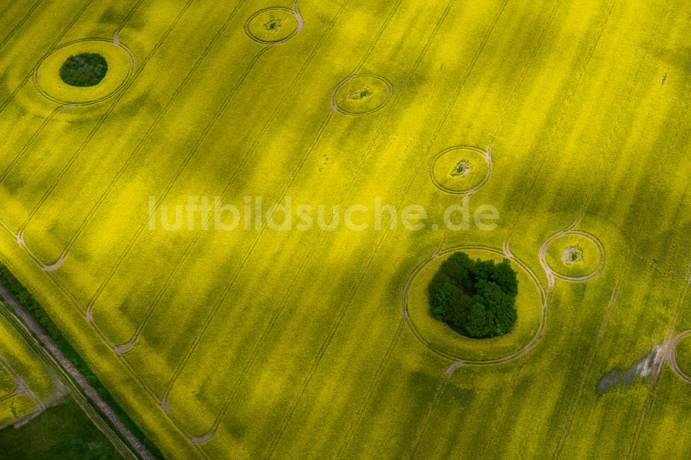 Putlitz von oben - Gelb - grün Kontrast blühender Raps- Blüten in Putlitz im Bundesland Brandenburg, Deutschland