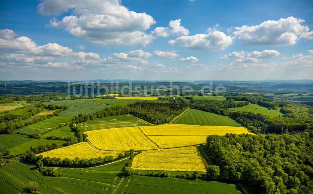 Luftaufnahme Talle - Gelb - grün Kontrast blühender Raps- Blüten in Talle im Bundesland Nordrhein-Westfalen, Deutschland