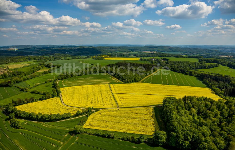 Talle von oben - Gelb - grün Kontrast blühender Raps- Blüten in Talle im Bundesland Nordrhein-Westfalen, Deutschland