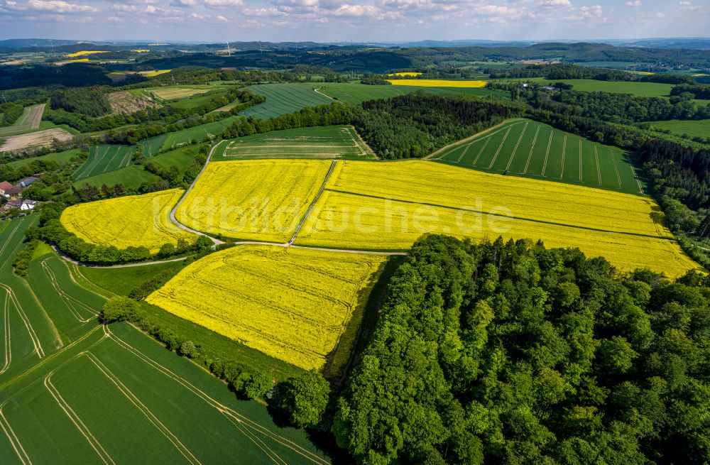 Talle aus der Vogelperspektive: Gelb - grün Kontrast blühender Raps- Blüten in Talle im Bundesland Nordrhein-Westfalen, Deutschland