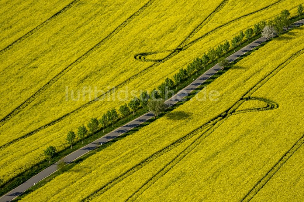 Wesenberg aus der Vogelperspektive: Gelb strahlendes Rapsfeld- Landschaft bei Wesenberg im Bundesland Mecklenburg-Vorpommern