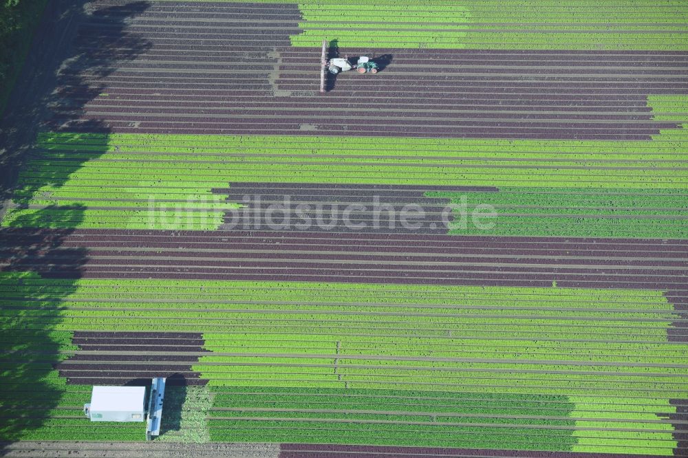 Luftbild Reinbek - Gemüse- und Kohlernte auf Feldern eines Landwirtschaftsbetriebes in Reinbek im Bundesland Schleswig-Holstein