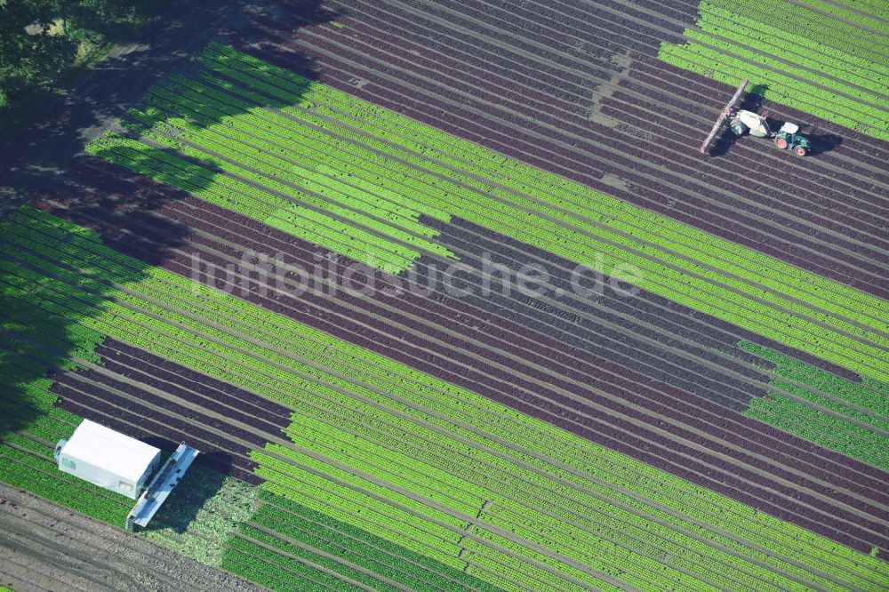 Luftaufnahme Reinbek - Gemüse- und Kohlernte auf Feldern eines Landwirtschaftsbetriebes in Reinbek im Bundesland Schleswig-Holstein