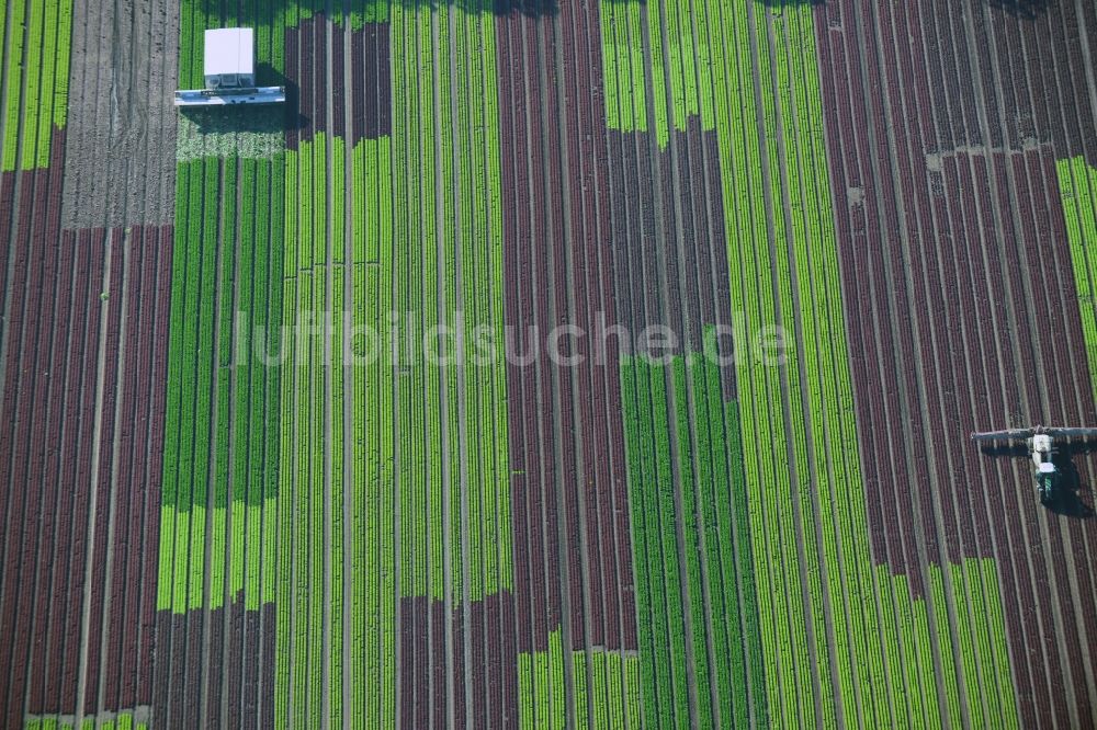 Reinbek von oben - Gemüse- und Kohlernte auf Feldern eines Landwirtschaftsbetriebes in Reinbek im Bundesland Schleswig-Holstein