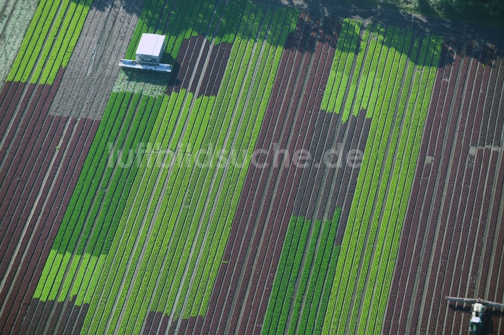 Reinbek aus der Vogelperspektive: Gemüse- und Kohlernte auf Feldern eines Landwirtschaftsbetriebes in Reinbek im Bundesland Schleswig-Holstein