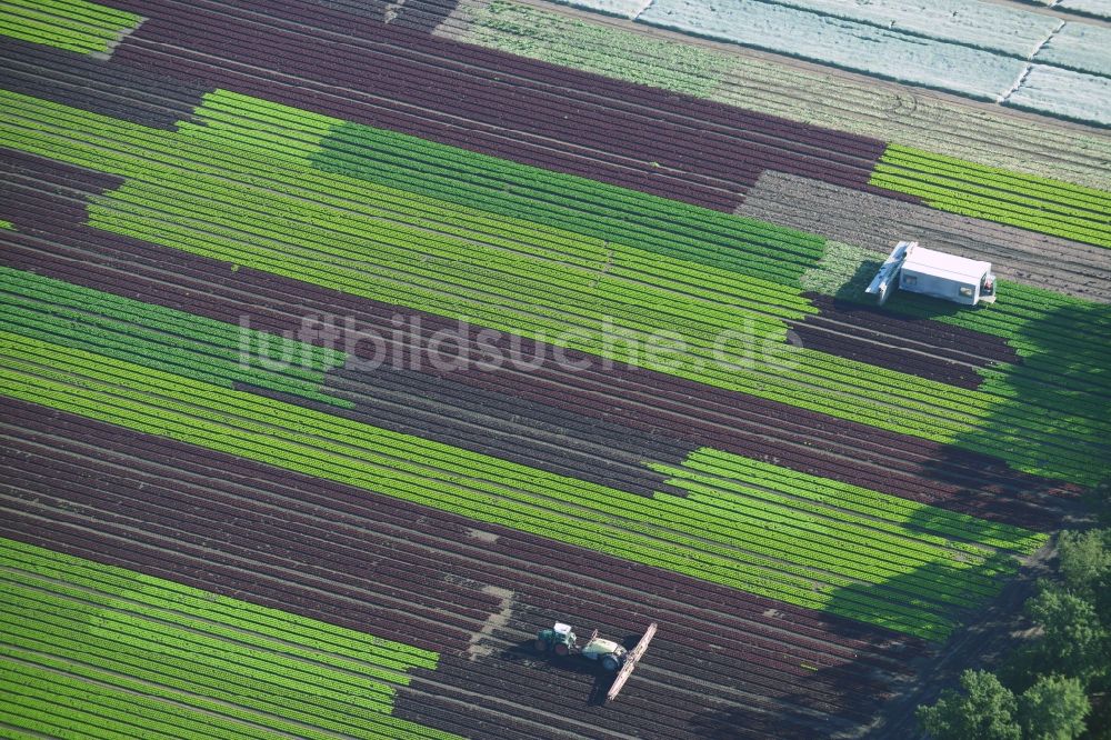 Reinbek von oben - Gemüse- und Kohlernte auf Feldern eines Landwirtschaftsbetriebes in Reinbek im Bundesland Schleswig-Holstein