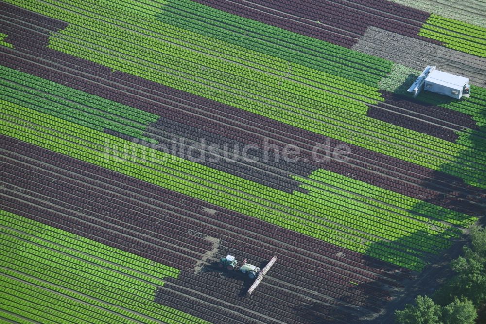 Reinbek aus der Vogelperspektive: Gemüse- und Kohlernte auf Feldern eines Landwirtschaftsbetriebes in Reinbek im Bundesland Schleswig-Holstein