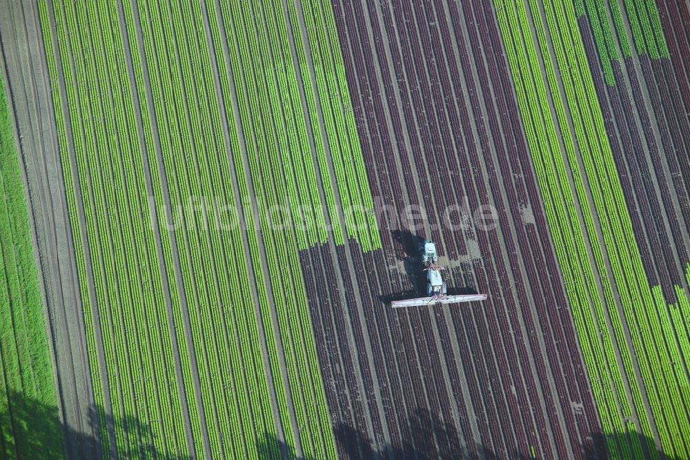 Luftbild Reinbek - Gemüse- und Kohlernte auf Feldern eines Landwirtschaftsbetriebes in Reinbek im Bundesland Schleswig-Holstein