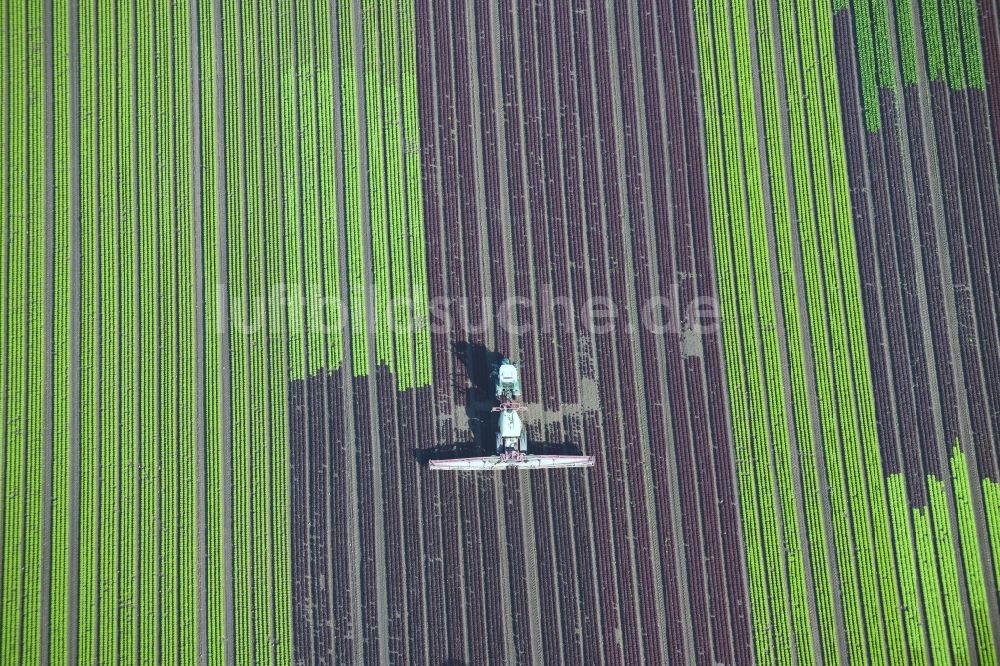 Luftaufnahme Reinbek - Gemüse- und Kohlernte auf Feldern eines Landwirtschaftsbetriebes in Reinbek im Bundesland Schleswig-Holstein