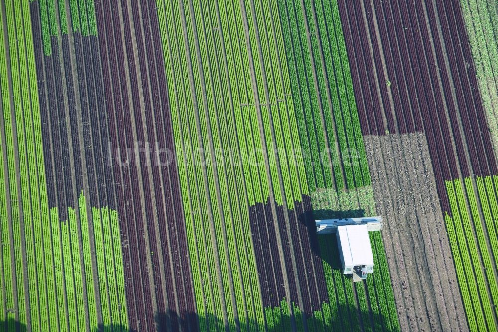 Reinbek von oben - Gemüse- und Kohlernte auf Feldern eines Landwirtschaftsbetriebes in Reinbek im Bundesland Schleswig-Holstein