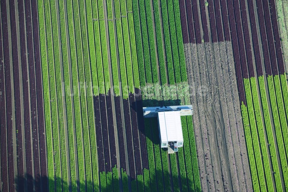 Reinbek aus der Vogelperspektive: Gemüse- und Kohlernte auf Feldern eines Landwirtschaftsbetriebes in Reinbek im Bundesland Schleswig-Holstein