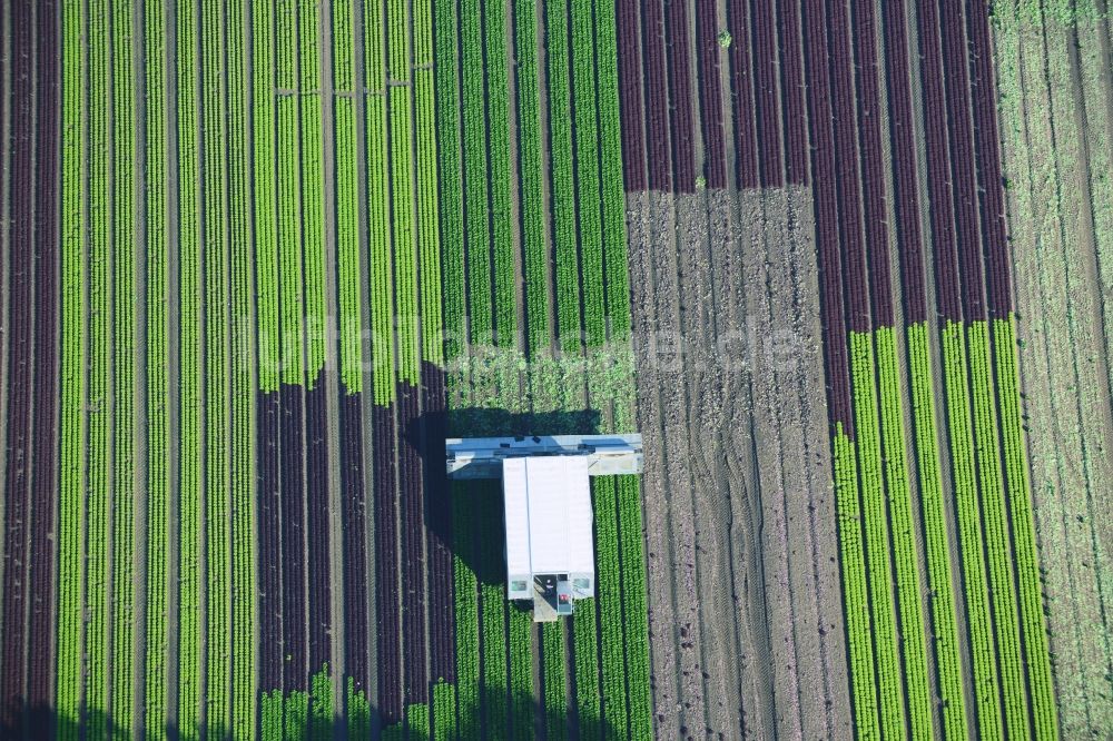 Luftbild Reinbek - Gemüse- und Kohlernte auf Feldern eines Landwirtschaftsbetriebes in Reinbek im Bundesland Schleswig-Holstein