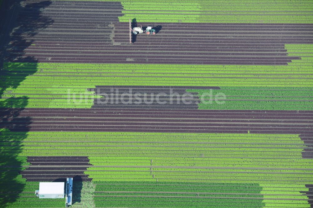 Luftaufnahme Reinbek - Gemüse- und Kohlernte auf Feldern eines Landwirtschaftsbetriebes in Reinbek im Bundesland Schleswig-Holstein