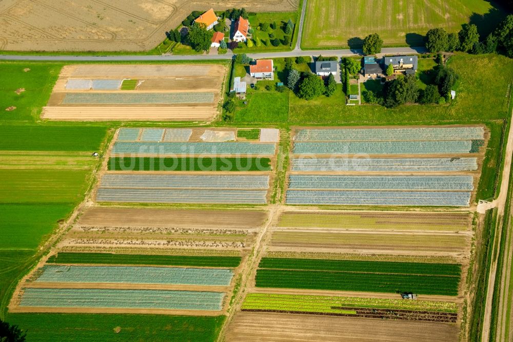 Löhne von oben - Gemüseernte auf landwirtschaftlichen Feldern auf dem Gemeindegebiet von Löhne im Bundesland Nordrhein-Westfalen