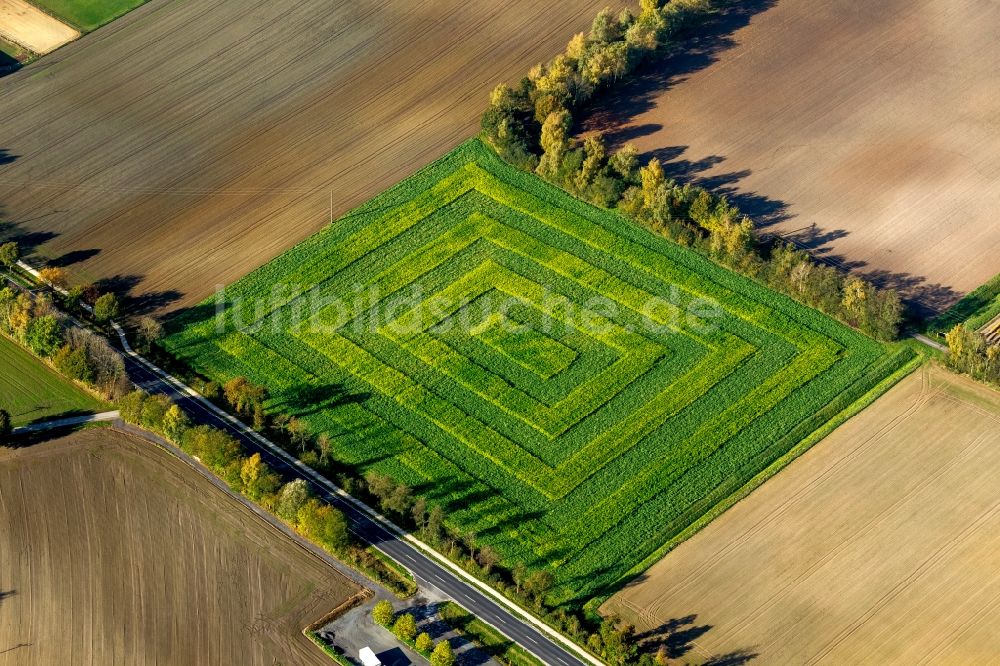 Luftaufnahme Glandorf - Gemustertes Maisfeld bei Glandorf im Niedersachsen
