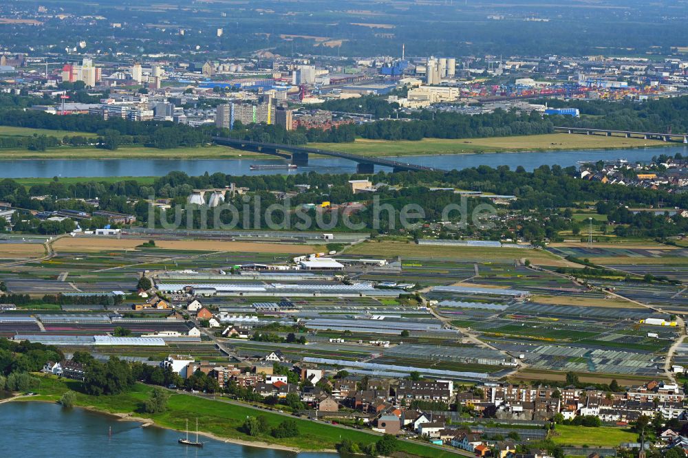 Luftbild Düsseldorf - Gewächshausreihen am Ufer des Rhein - Flußverlaufes in Düsseldorf im Bundesland Nordrhein-Westfalen, Deutschland