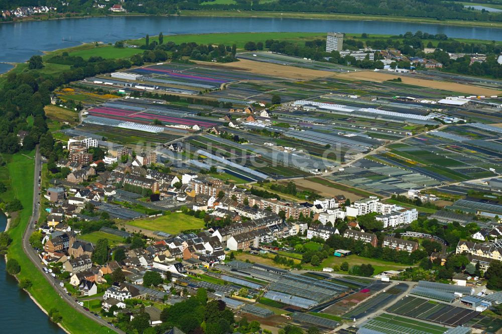 Düsseldorf aus der Vogelperspektive: Gewächshausreihen am Ufer des Rhein - Flußverlaufes in Düsseldorf im Bundesland Nordrhein-Westfalen, Deutschland