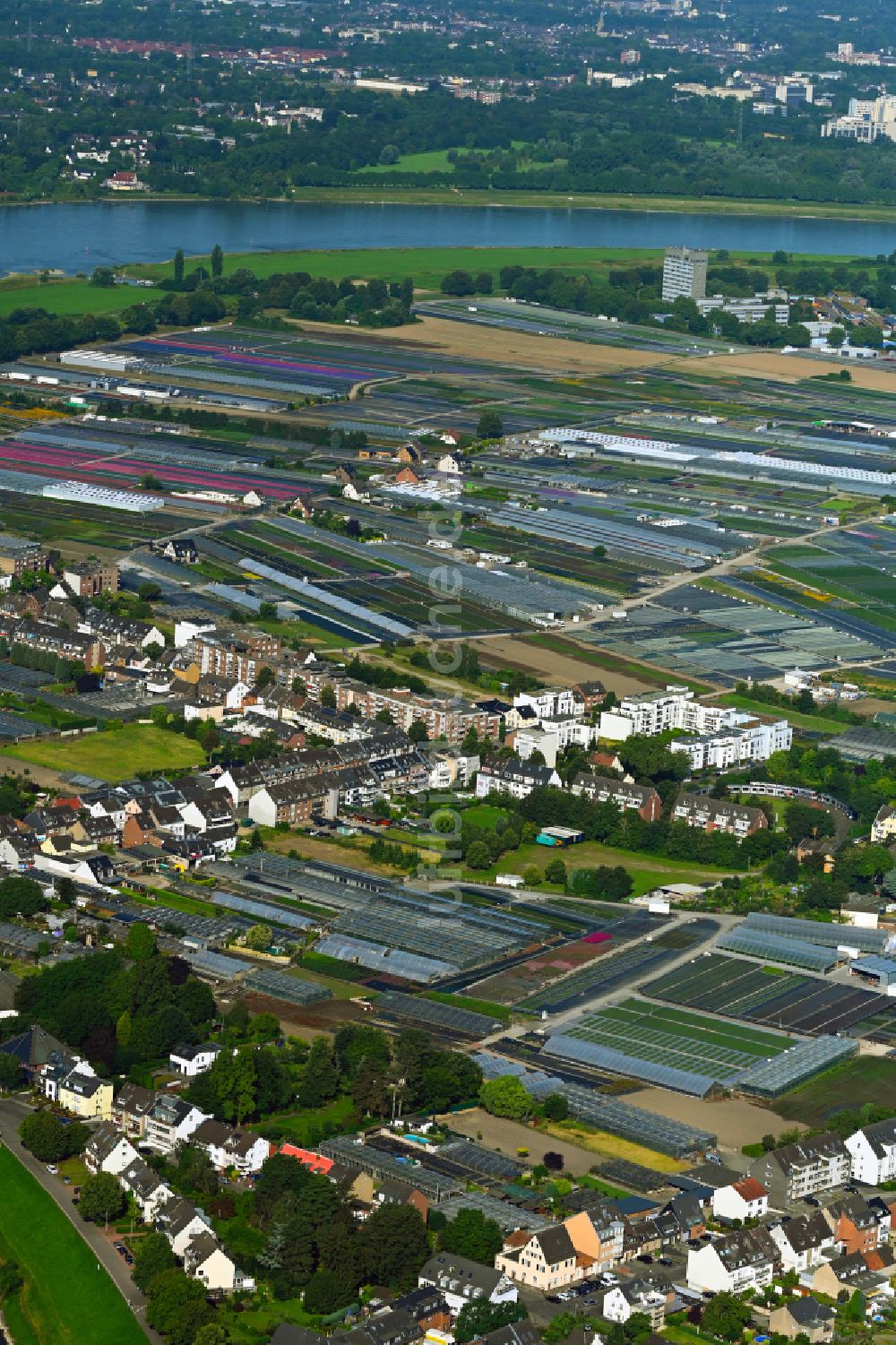 Luftbild Düsseldorf - Gewächshausreihen am Ufer des Rhein - Flußverlaufes in Düsseldorf im Bundesland Nordrhein-Westfalen, Deutschland