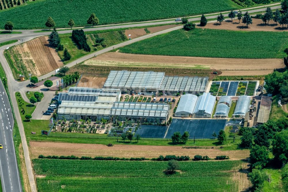 Luftaufnahme Ettenheim - Gewächshausreihen zur Blumenzucht in Ettenheim im Bundesland Baden-Württemberg, Deutschland