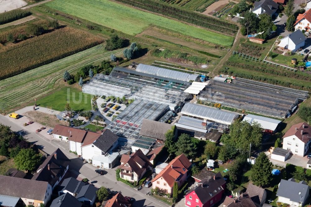 Luftbild Kehl - Gewächshausreihen zur Blumenzucht im Ortsteil Bodersweier in Kehl im Bundesland Baden-Württemberg