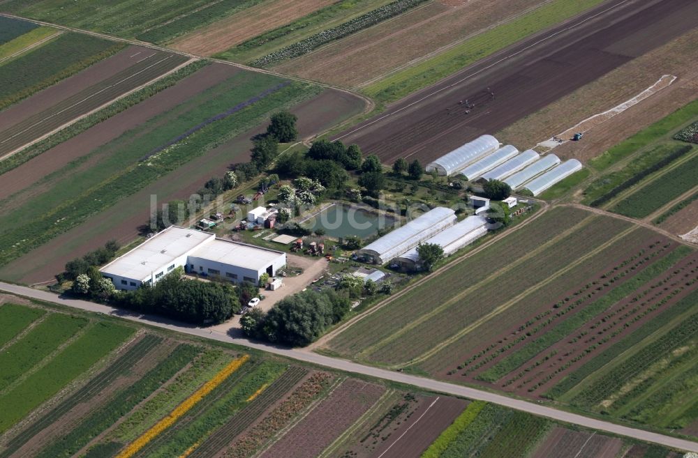 Luftaufnahme Erfurt - Gewächshausreihen zur Blumenzucht im Ortsteil Marbach in Erfurt im Bundesland Thüringen, Deutschland